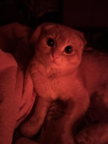 Скотиш Фолд (Шотландская вислоухая), 9 месяцев, Мальчик, Рыжий