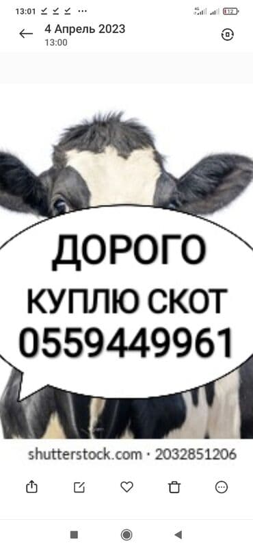 дом попугая: Куплю | Коровы, быки, Лошади, кони, Другие с/х животные | Круглосуточно, Любое состояние, Забитый — 1