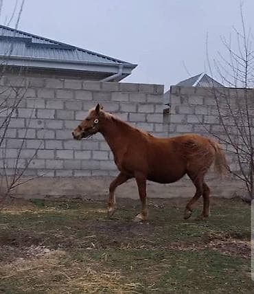 Продаю | Кобыла (самка) | Дончак | Для разведения | Племенные