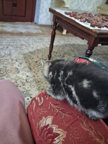 Котята домашние, ручные, приучены к лотку. В помёте разные окрасы: -