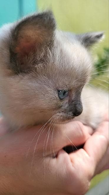 Продажа кошек: Котята (1,5месяца) — 2