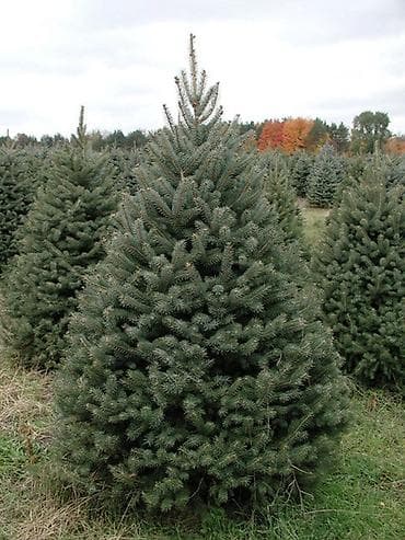 Ель голубая ель правильной конической кроной. 3 шт Описание: - at lalafo.kg Ель голубая ель правильной конической кроной. 3 шт Описание: -