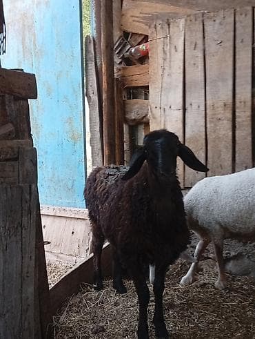 Продам с/х животных: Продаю | Овца (самка) | Для разведения — 1