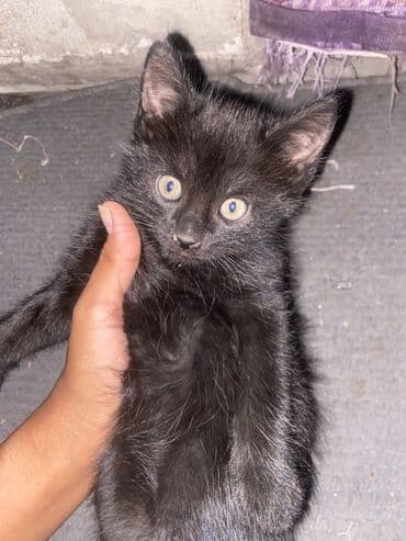 отдам даром вислоухого котенка: Черный котята отдам в добрые руки - Окрас: однотонный чёрный, мягкая — 4