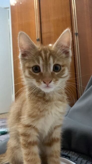 отдам кошечку в добрые руки: Кошка даром: Беспородная, 4 месяца, Девочка, Приучена к лотку, Проглистована — 3