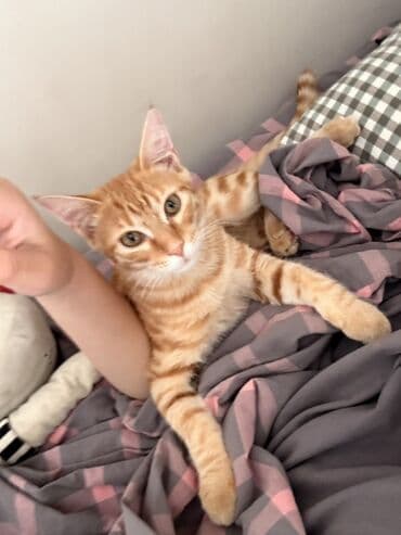 сколько стоит спаниель щенок: Рыжий домашний кот с классическим табби-окрасом (яркие полосы и — 3