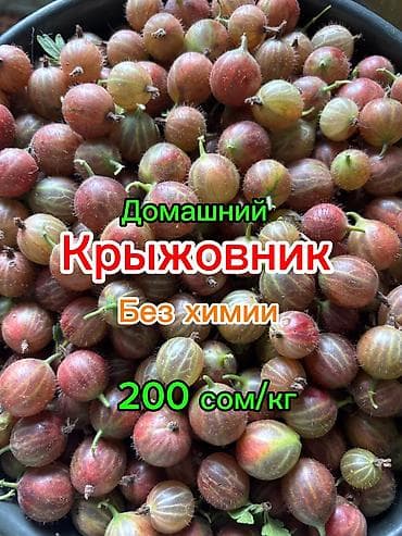 Вишня: Вишня и смородина свежий домашний сбор каждый день, рвем на заказ — 1