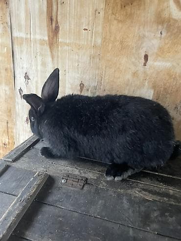 ак коён: Сатам | Эркек коен | Француз кочкору, Күрөң коен | Көбөйтүү үчүн | Асыл тукумдуу — 5