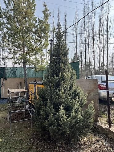 Ель голубая (Picea pungens), взрослая, формированная. Описание: -