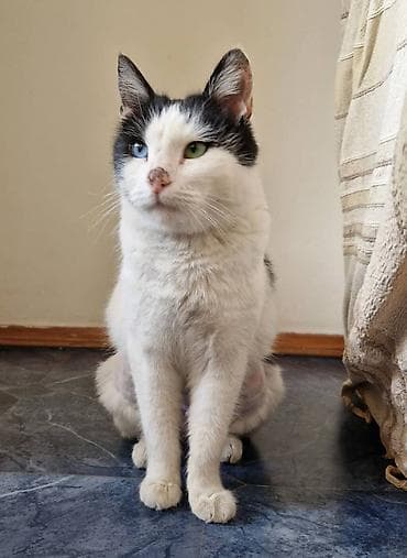 маленькие котята даром: Кошка даром: Беспородная, 1 год, Мальчик, Кастрирована, Приучена к лотку, Проглистована — 2