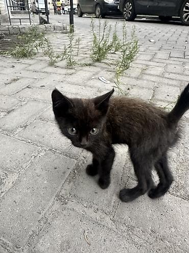 кошки в хорошие руки: Нашли совсем маленького котенка спинка коричневая сам черненький — 3