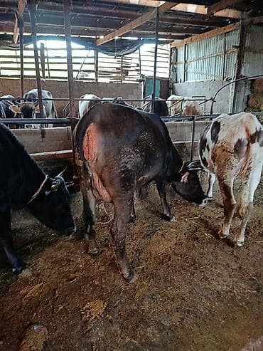 красная степная: Продаю | Корова (самка) | Швицкая | Для разведения | Племенные — 4