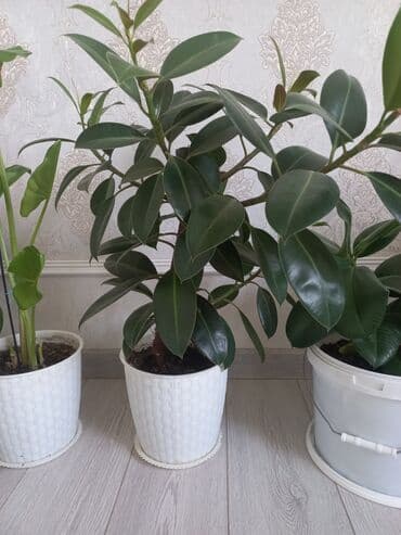 купить саженцы цветов в бишкеке: Молодой саженец лимона с зелеными листьями, посаженный в белый — 13