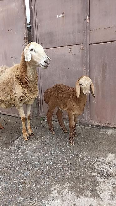 кошка кот: Продаю | Овца (самка) | Для разведения | Матка — 2