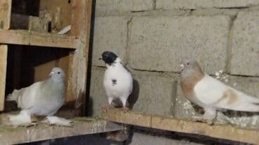 корм для птенцов волнистых попугаев: Продаются голуби: Голубка ореховая такла, бакинцы, узбекские. Цены — 2