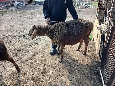 рыба купить: Продаю | Овца (самка) | Для разведения | Матка — 1