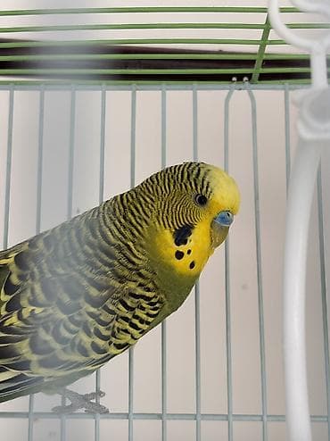 нитки продаю: 🐦 Продаются волнистые попугаи — готовая пара для кладки яиц! 🐦 — 6