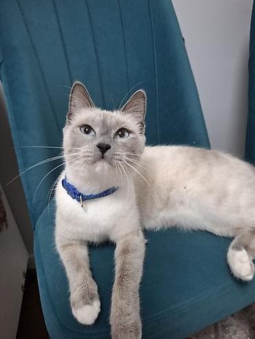 сколько стоит сиамские коты: Кошка даром: Сиамская, 1 год, Девочка — 1