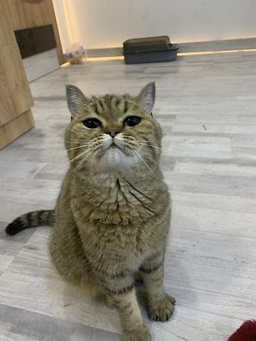 Продажа кошек: Британская короткошерстная кошка, окраса «золотая шиншилла/табби» (по — 2