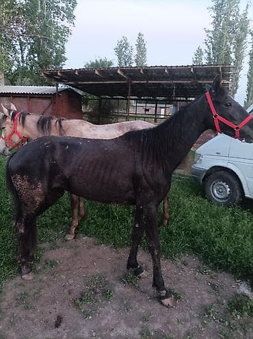 Айыл-чарба жаныбарлары: Сатам | Бээ (ургаачы) | Көбөйтүү үчүн — 4