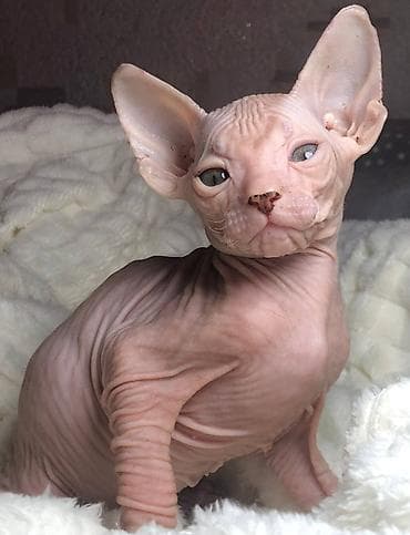 Котенок породы сфинкс (/донской тип) без шерсти. Особенности: - Голая