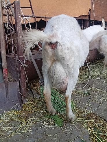 Үй жана бакча: Козье молоко и молочная продукция домашнего хозяйства. - Натуральное — 2