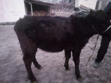 коровы молочной породы купить: Продаю | Тёлка | Абердин-ангус | На откорм | Привязанные — 7
