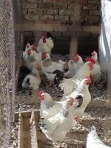 цена цыплят несушек: Яйца инкубационные.Адлер серебристый.вывод хороший.количество — 2