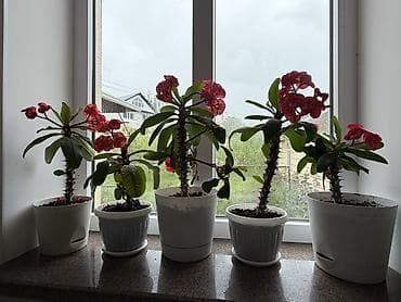 субстрат: Адений/Молочай Милла (Euphorbia milii, «Корона Христа») в горшках — 2