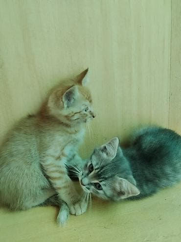 кошка шиншилла: Котята-двойняшки - Возраст: примерно 1,5–2 месяца (по фото видно — 1