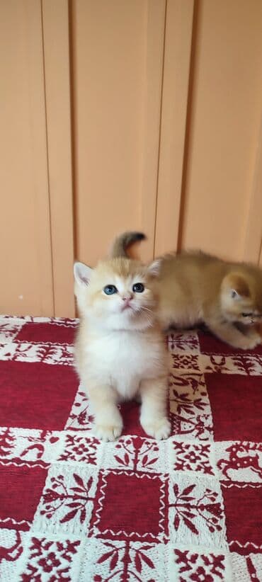 шотландские вислоухие котята купить: Открыто бронирование Британские котята, окрас золотой шиншилла — 5