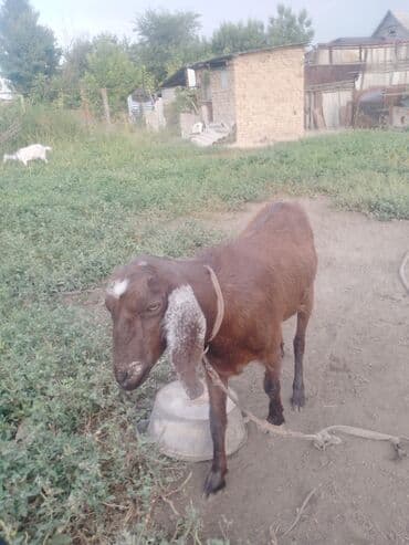 коза дойная: Сатам | Эчки (ургаачы) | Битал | Көбөйтүү үчүн, Сүт алуу үчүн — 4