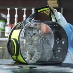 все породы собак с фотографиями: Состояние; новое доставка платная. Зоотовары Переноска для животных — 16