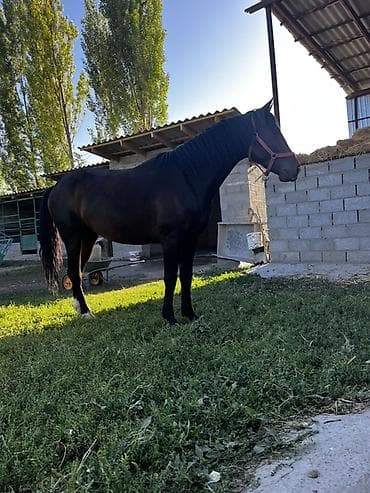 ат кок бору: Продаю | Кобыла (самка) | Кара Жорго | Конный спорт — 5