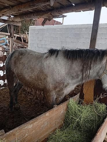 Кошки: Продаю | Конь (самец) | Рабочий — 3