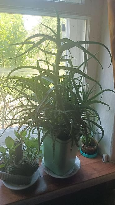 grow a garden: Продаю 2 цветка АЛОЭ.каждому более 7 лет.цена за каждый 1000 — 1
