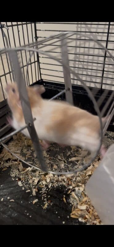 золотистая шиншилла: Отдаем вместе с клеткой кормом вместе с беговым колесом домиком — 6