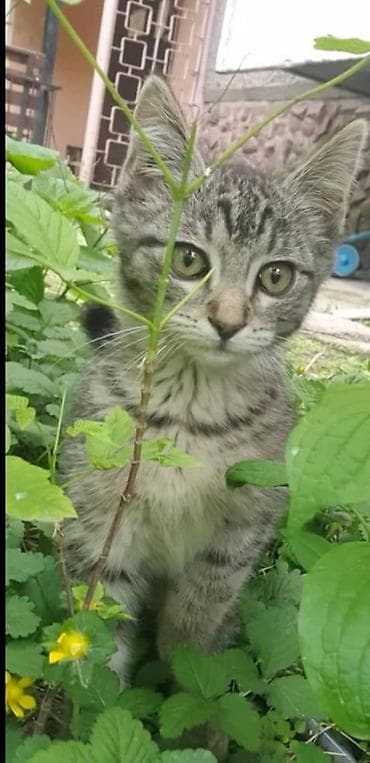 Отдам даром кошку: В добрые руки, котёнок, мальчик, 4 месяца, кушает всё, лоток знает — 1
