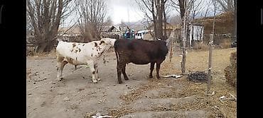 поставщики кормов для животных бишкек: Продаю | Бык (самец) | Монбельярд | Для разведения | Привязанные — 1