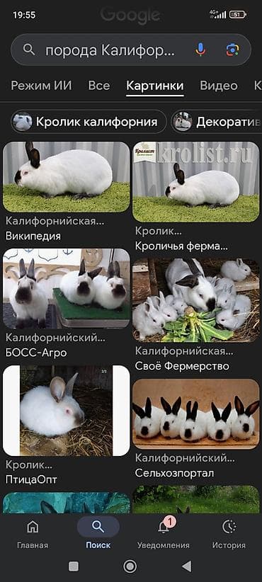 куплю крольчат: Продаю | Крольчата | Для разведения | Племенные — 3