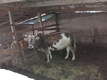белка животное: Продаю | Корова (самка) | Алатауская, Симментальская | Для молока | Стельные — 3
