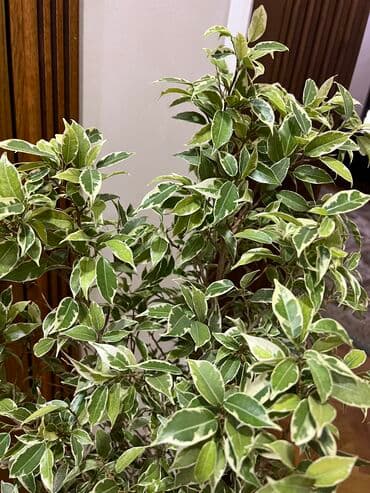 Дом и сад: Продаю шикарные комнатные цветы Которые отлично добавят уют вашему — 3