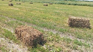 принимаем кукурузу: Сено в тюках (прямоугольные небольшие кипы) с полевого укоса. - — 5