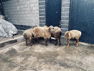 ветеринарный магазин: Продаю | Овца (самка) | Для разведения — 4