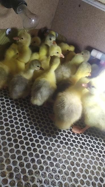 соня грей: Гусята губернаторские,Линда! — 6