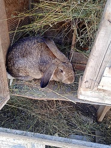 щенки охотничьих собак: Продаю | Кролик самец | Для разведения | Племенные — 4