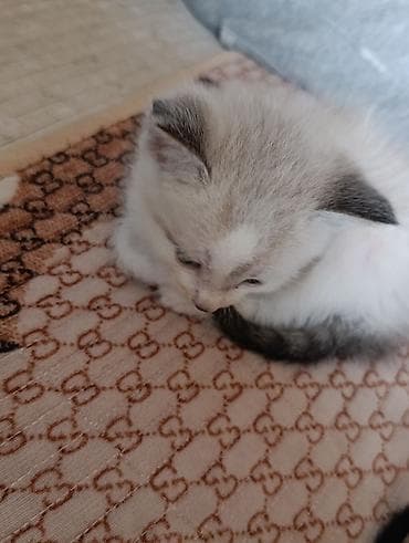 новорожденные котята: Котята, помёт домашней кошки. На фото — несколько малышей разной — 5