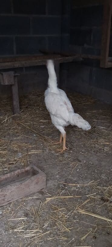 дойный апарат для коров: Продаю | Куры | Для разведения — 5