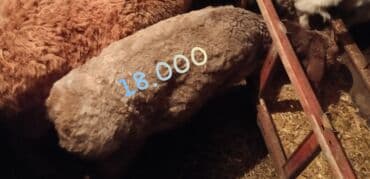 дом для кур: Продам баранов 5 и 2 коз откормленные на мясо мощные от 16.000 до — 2