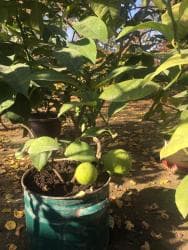 malina.kg продажа малины оптом в бишкеке новопокровка фото: Продается лимонное дерево с плодами и без, многолетние и молодые — 8